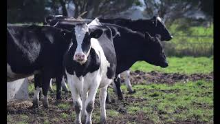 Meet Knickers, Wow That Steer Is Really Big