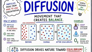 What is Diffusion? How Does it Work? What Factors Affect it?