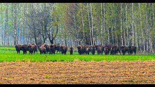 CENTRE OF EUROPEAN BISONS | TRIP TO BIAŁOWIEŻA | ESN PB