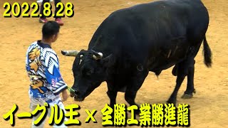 イーグル王ｘ全勝工業勝進龍  2022.8.28　【沖縄闘牛】