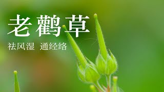 【老鹳草】野老鹳草，听说老鹳鸟的腿就是它治好的！