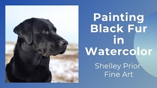 Painting Black Fur in Watercolor - part 2