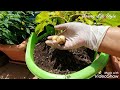 how to grow potatoes in pots แบ่งปันไอเดียปลูกมันฝรั่งในกระถางค่ะ อยู่หอก็ปลูกได้