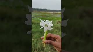 ഈ പൂവ് ആരെങ്കിലും കണ്ടിട്ടുണ്ടോ | water hyacinth | Pontederia crassipes | tech and hobbies vlog