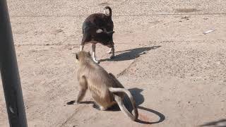 Monkey and Dog Fight ...... #MedicineWorldchannel