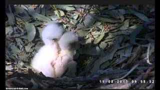 WBSE, Sydney, 11.08.2015, 9:52.  The eaglets are fighting.