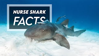 Nurse Shark - Medium-Sized Bottom Dweller