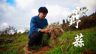 山上遍地都是野蒜，挖点回家，随便怎么搭配都好吃Delicious Wild Garlic｜ 山人食记shanrenshiji