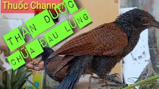 Công dụng chữa bệnh của chim Bìm Bịp l Chim Bìm Bịp l Thuốc channel