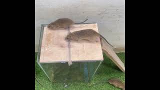 Best mouse trap at home/flip lid to catch mice very quickly#rat#mousetrap