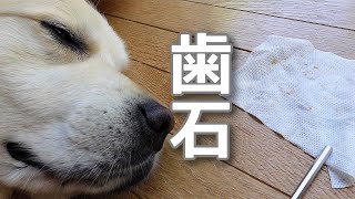 歯石取りに1時間かけるしつこい飼い主とそれに耐えるゴールデンレトリバーギンちゃん