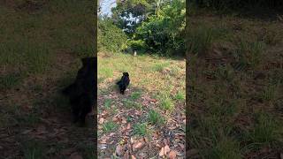 ได้เวลาออกไปวิ่งเล่นแล้ว วิ่งตามกันไปอย่างรวดเร็ว #shortsvideo #dog #shortvideo #dogs #shorts #short