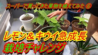 【家庭栽培】スーパーで買ってきた果物の種を植えて育ててみた⑥『レモンキウイ急成長＆パイナップル植え替え』【キウイ＆レモン＆パイナップル】