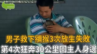 男人救下瀕死獼猴，治好後竟不願離開，為尋恩人狂奔30公里，背後真相令人淚目...|自然觀察員