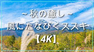 ～秋の癒し～　風にたなびくススキ　【4K】