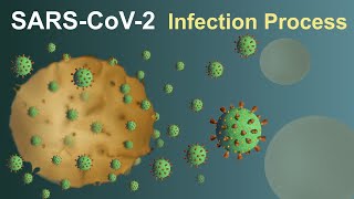 SARS-CoV-2 (Covid-19) Infection Process