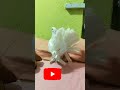 Kabootar ja ja | pigeon 🔥🕊️🥰 masakali