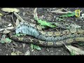 the boa in my backyard national geographic