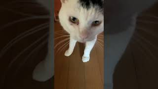 猫のピーチにおはようと言って見たwww😃😺✨ #cute