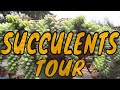 Magical Succulent Garden & Nursery Tour in the Bay Area, CA