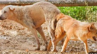 1 January 2025...dogl Labradors dogJoy and Jasmine.g