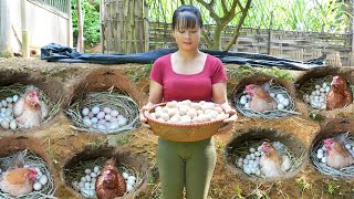 Harvest A Lot Of Chicken Eggs In Hole Goes To Market Sell - Building Many Nest For Hens To Lay Egg