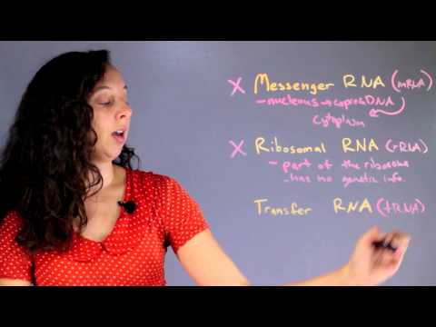 What type of RNA carries genetic information?