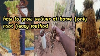 VETTIVER / வெட்டி வேர் How to grow vetiver at home (only root )easy method