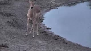 Djuma: Impala drinking water - 18:29 - 11/23/18