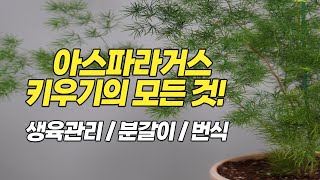 아스파라거스 키우기의 모든것! 분갈이 번식 잎관리 생육관리-홈가드닝 아파트정원 HomeGardening