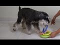 Funny Dog Tricks starring Homer the mini schnauzer