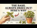 Your Basil Keeps Drying Out for One Reason — Here Are 3 Simple Fixes