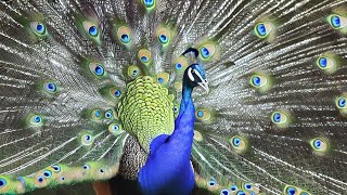 Dazzling Peacock Dance