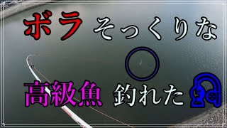 ボラそっくりな高級魚釣れた！