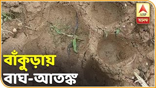 বিনপুরে বাঘ ধরতে ৪টি খাঁচা, লাগানো হবে ৪ জোড়া ট্র্যাপ ক্যামেরা | ABP Ananda