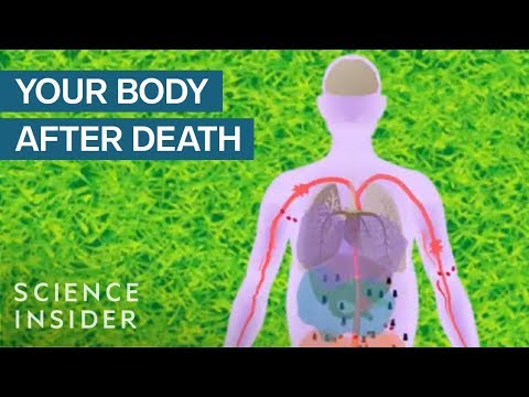 What happens to your body immediately after death?