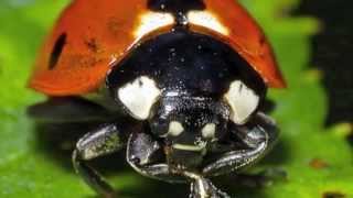 The Life Cycle of a Ladybug