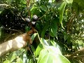 Jabuticaba azul Myrciaria vexator)