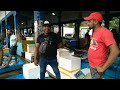 beruwala fishery harbour~ sri lanka බේරුවල ධීවර වරාය fish fishmarket fishcutting