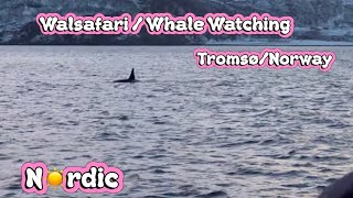 🇳🇴Norway❤️Tromsø❤️Whale Watching #norway #travel #video