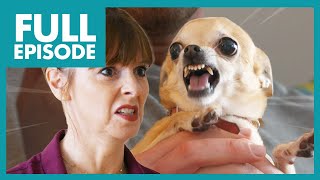 Meet Out-of-Control and Anxious Chihuahua😬 | Full Episode | It's Me or the Dog