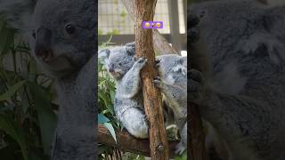 [koala-log] お母さんの近くが好き🐨 #koala #cute #fluffy #animals #azuma #コアラ #あずま #かわいい #多摩動物公園 #無尾熊 #코알라 #아즈마