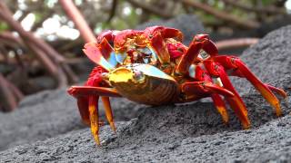 Mating Dance of Sally Lightfoot Crabs