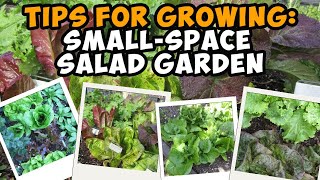 Tips for Planting a Small-Space Salad Garden