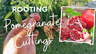 Pomegranate Cutting Rooting Tutorial