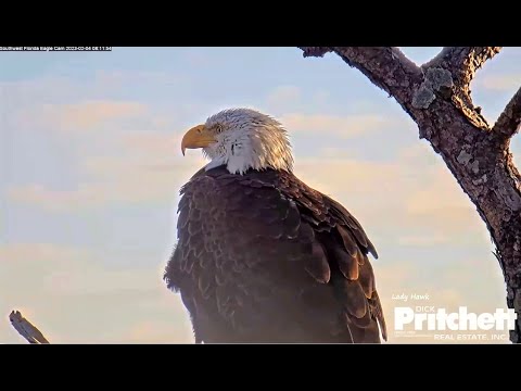 SWFL Eagles ~ M15 Continues To Look & Wait For Harriet To Return! 💕💔 2. ...