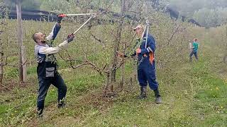 Peach pruning, Rezidba breskve