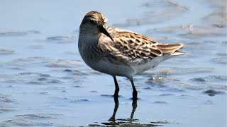 1100823 The long-toed stint foraging at Ta-Yuan wetland.