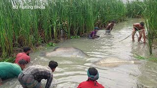 হোগলা পাতার খালে বিশাল কোরাল রুই তেলাপিয়া মাছ ধরার অবিশ্বাস্য মুহূর্ত||Unbelievable Big Fishing