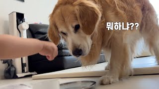 강아지 밥 먹을 때 절대 아기를 곁에 두지마세요! 난리납니다...